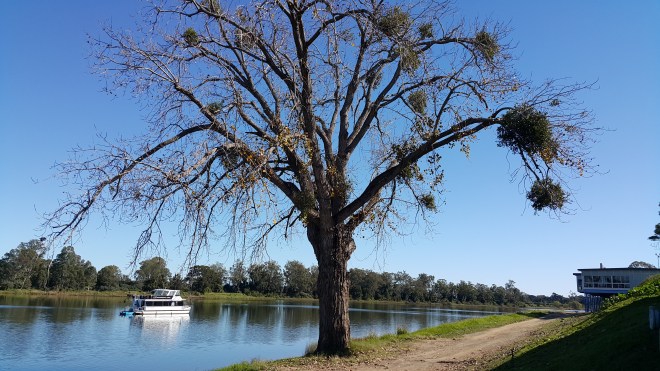 Clarence River at Grafton